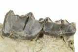 Fossil Titanothere (Megacerops) Jaw - South Dakota #300032-3